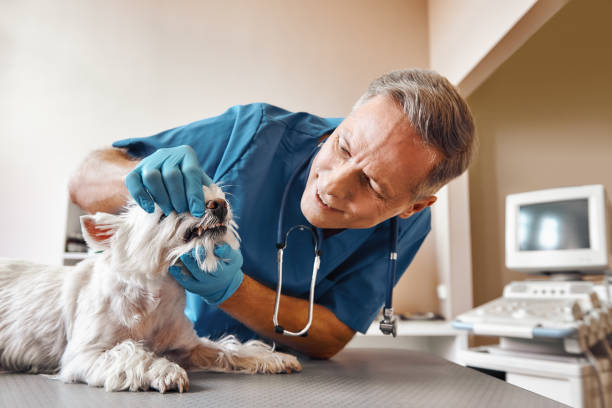 Best Emergency Gum Treatment in Gardner, MA